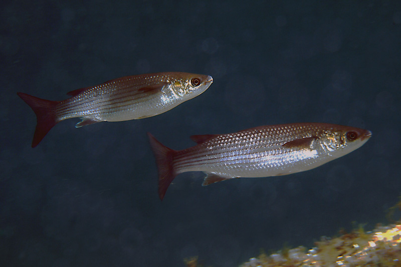 Chelon cf. aurata